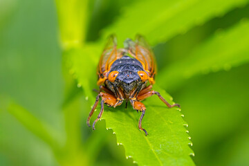 Cicada Stares Into Camera While Standing on a Serrated Leaf