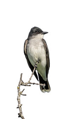 Eastern Kingbird On a White Background