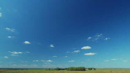 Cattle On Summer Grassland. Cows On A Pasture In Landscape In Summer. Bright Summer Field.