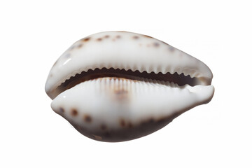 Sea shell of Cypraea tigris isolated on white background. Close up of spotted ocean shell. Top view