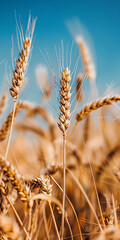 Fototapeta premium A closeup of golden wheat stalks against the blue sky