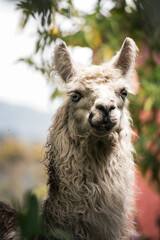 llama in a zoo © Daniel