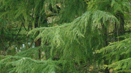 Young Pine Branches. Green Spruce Forest In Summer Morning. Christmas And New Year Concept. Still.