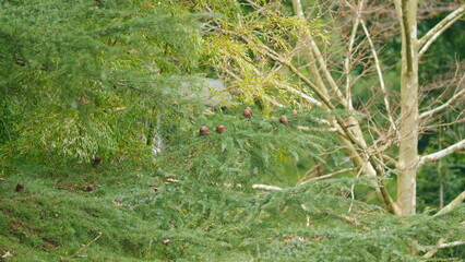 The Spruce Has The Young Bright And Green Branches In Spring. Green Spruce Branches In Spring Park....
