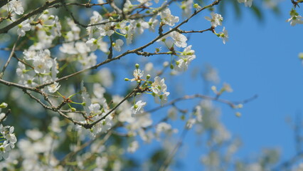 Spring Flowering Of Fruit Trees. Small White Flowers In Bloom During Spring.