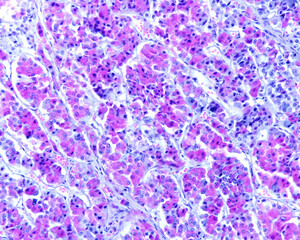 Human pituitary gland. Cell types