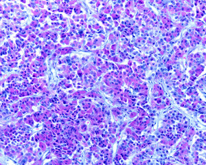 Human pituitary gland. Cell types