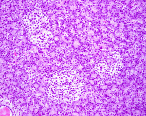 Endocrine pancreas. Islets of Langerhans