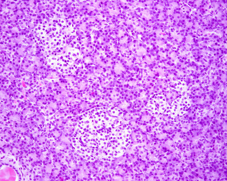 Endocrine pancreas. Islets of Langerhans
