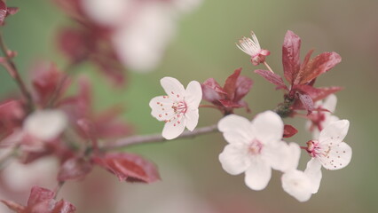 Spring Flowers. Branch Of A Flowering Decorative Plum. Blooming Purple Leaf Plum Flower.