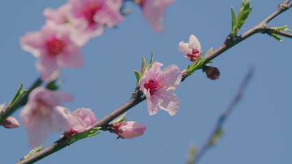 Tree Branch With Beautiful Fresh Pink Flowers In Full Bloom. Delicate Pink Flower Head In Sunlight.