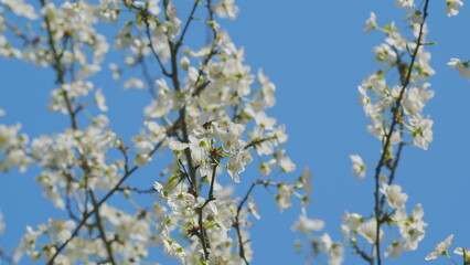Obraz premium Insect honey bee pollinates. Spring Flowering Of Fruit Trees. Small White Flowers In Bloom During Spring.