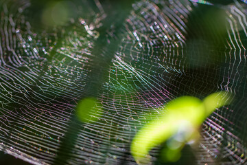 Close-up of intricate spider web glittering in sunlight. Delicate silk threads create beautiful natural patterns against a blurry green background. Wulai, Taiwan.