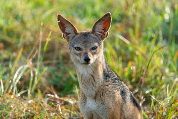 Black-backed Jackal At Maasai Mara National Reserve, Kenya.