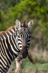 Naklejka premium Zebra looking directly at the camera, Ol Pejeta Conservancy, Kenya.