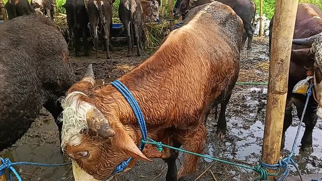 Cows in the animal market soaking wet after being caught in the rain. Cows are sold for sacrifice during Eid al-Adha.