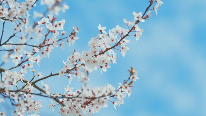 Outdoor Nature. Cherry Plum Branch Strewn With White Flowers. Purple-Leaf Sand Cherry.