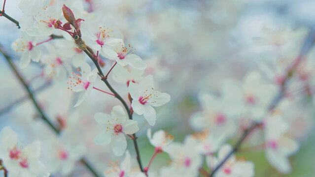 Blossom Plum Tree. Blossoming Branches Of Cherry Plum. Light Shining Through Leaves.