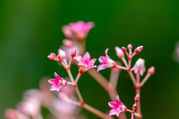 Close-up of the pink flowers of Ecdysanthera rosea Hook. & Arn., also known as sour vine, against a green backdrop. Wulai, Taiwan.