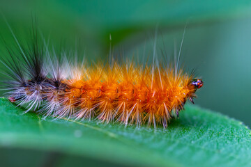 A vibrant orange caterpillar, Spilarctia subcarnea, with a black tail and long white hairs, perches on a green leaf. Wulai, Taiwan.