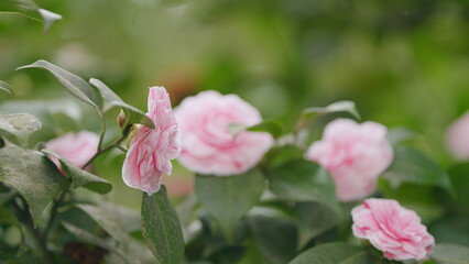 Japanese Camellia April Dawn Blush. Camellia Japonica Pink Flower In Full Bloom Under Sun.