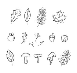 Autumn doodle icon set. Vector illustration of leaves acorns mushrooms apple chestnut berries. Sketch elements of fall. © Elenglush