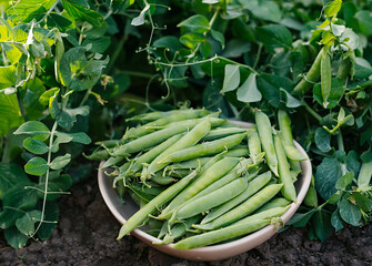 green peas in the garden. harvesting
