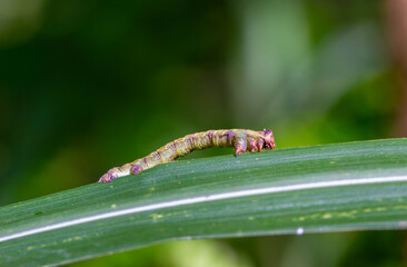 An inchworm(Geometridae ) moth larvae hunches as it crawls on green leaves. Shot in natural habitat in Wulai, Taiwan.