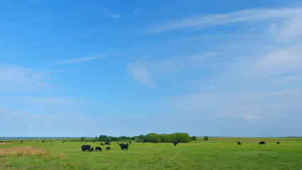 Black and white cows in meadow. Agribusiness with natural pasture.