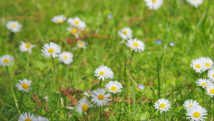 Tender Daisies Spring Background. Field Of Green Grass And Blooming Daisies. Close up.