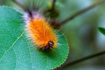A vibrant orange caterpillar, Spilarctia subcarnea, with a black tail and long white hairs, perches on a green leaf. Wulai, Taiwan.