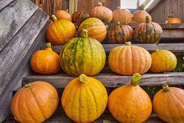 Organic fresh harvest pumpkins on a wooden porch of a house
