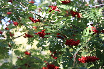 red apples on a tree