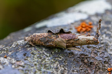 Detailed view of a camouflaged Eumeta japonica larvae and its cocoon; earthy brown tones and texture visible. Taken in Wulai, Taiwan.