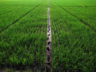 Footprints in the muddy rice field among 20-day-old rice plants. These footprints indicate that the farmer has just inspected the condition of their crops.