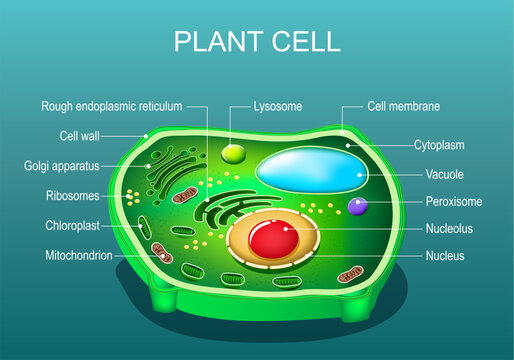 Plant cell structure. Anatomy of plant cell