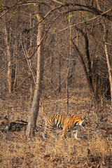A tiger walking in the jungle at Panna Tiger Reserve, Madhya pradesh, India