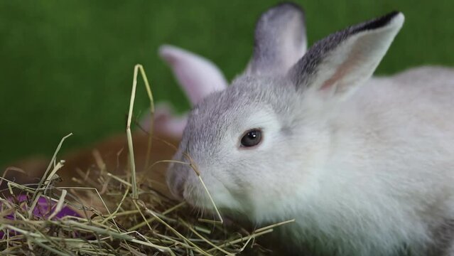 White rabbit eating hay, close-up