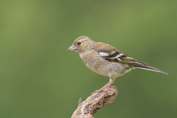 Chaffinch perched on a branch in its natural environment on a mountain in Bizkaia