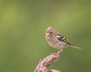 Chaffinch perched on a branch in its natural environment on a mountain in Bizkaia
