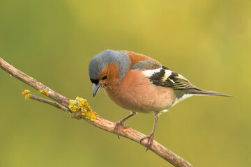 Chaffinch perched on a branch in its natural environment on a mountain in Bizkaia