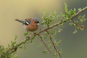 Chaffinch perched on a branch in its natural environment on a mountain in Bizkaia