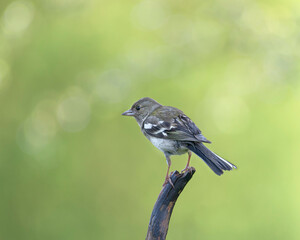 Chaffinch perched on a branch in its natural environment on a mountain in Bizkaia