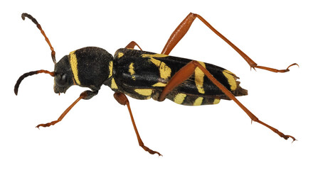 A wasp beetle (Clytus arietis), isolated on transparent background