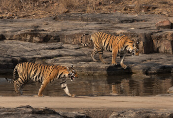 Tiger cubs near a water body at Panna Tiger Reserve, Madhya pradesh, India