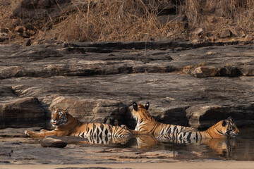 Tiger cubs in a water body at Panna Tiger Reserve, Madhya pradesh, India