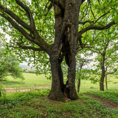 Fototapeta premium Old oak tree with hole