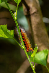 Fototapeta premium Close-up of a brown Amsactoides solitarius caterpillar with long hairs on its back, demonstrating its natural camouflage abilities. Wulai, Taiwan.