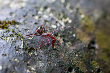 Detailed view of a red stink bug(Mictis serina) nymph, showing its broad mid-posterior tibia and lack of orange-yellow spots on the tips of its antennae. Wulai, Taiwan.