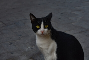 gatto bianco e nero con occhi gialli